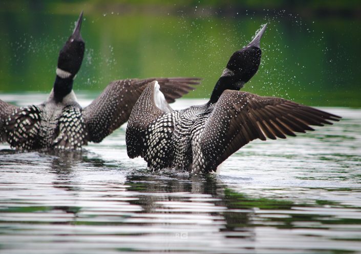 Loons on Clemons Pond