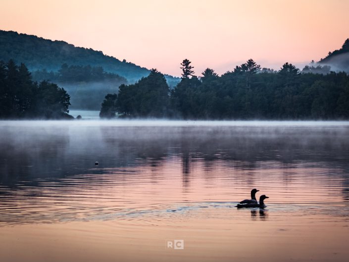 Loons starting their day on Clemons Pond