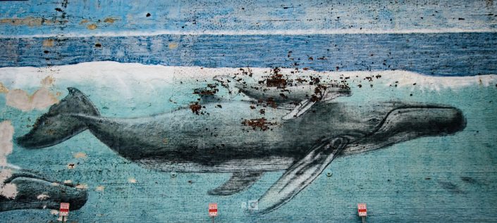 Whales