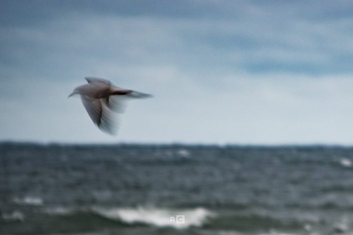 Bird In Flight