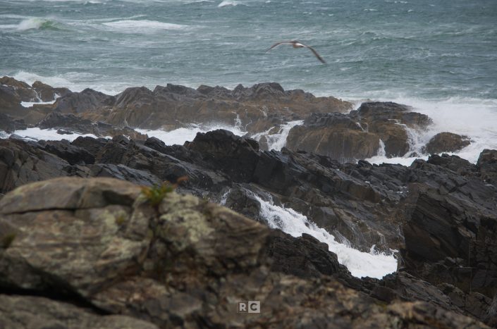 Seagull in flight