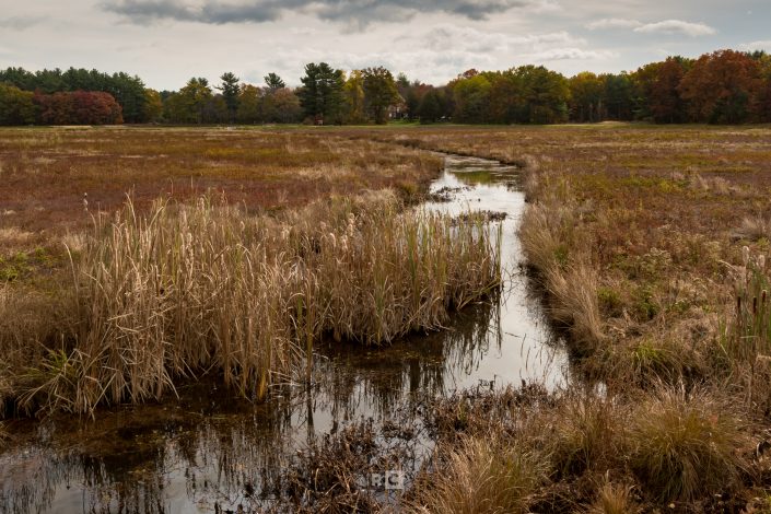 Carlisle Cranberry Bog