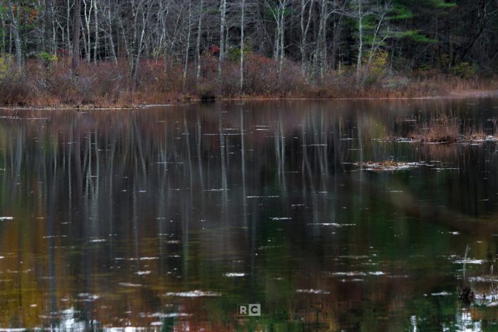 Carlisle Cranberry Bog