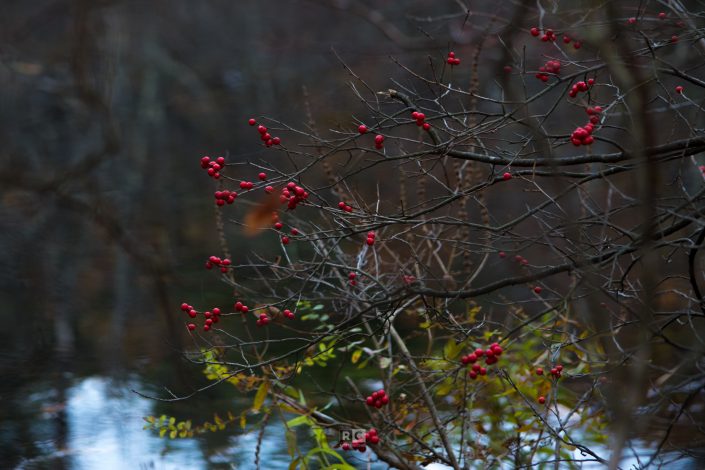 Carlisle Cranberry Bog
