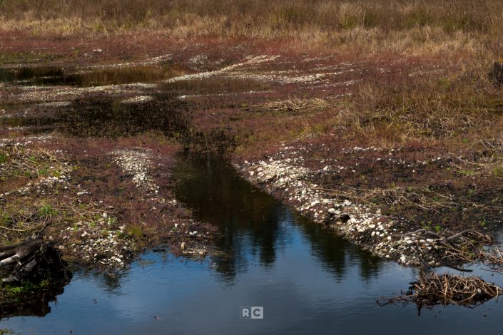 Carlisle Cranberry Bog