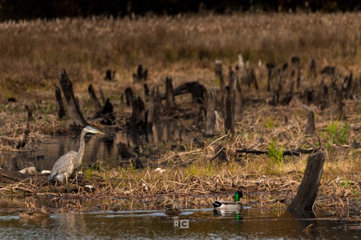 Carlisle Cranberry Bog