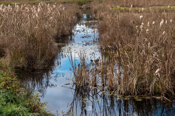 Carlisle Cranberry Bog