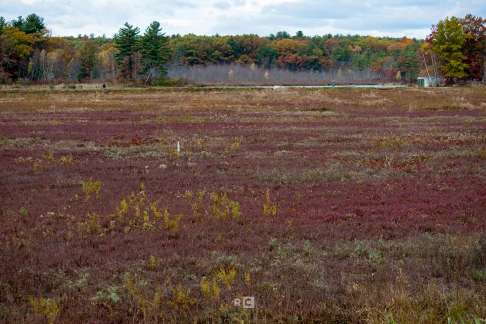 Carlisle Cranberry Bog