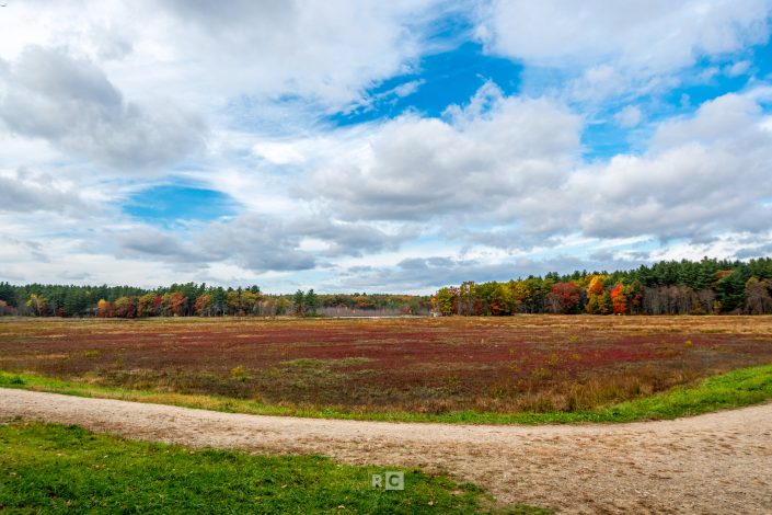 Carlisle Cranberry Bog