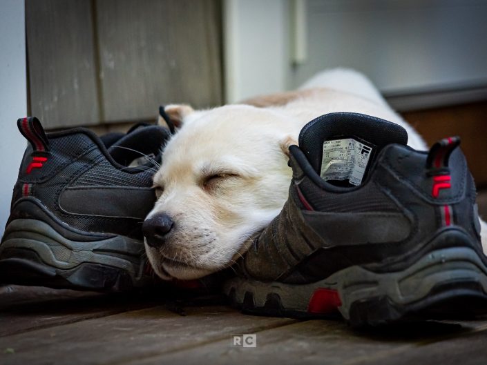Charlie Napping on Sneakers