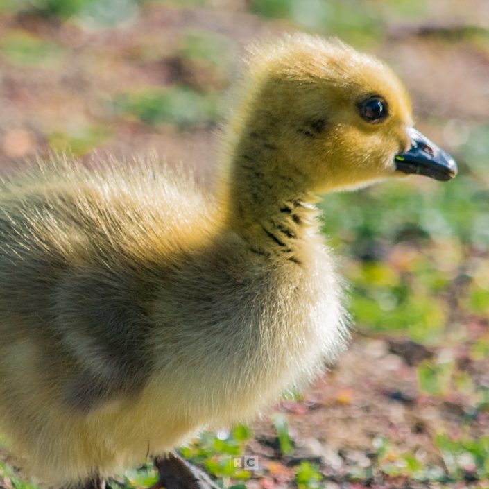 A Gaggle of Goslings