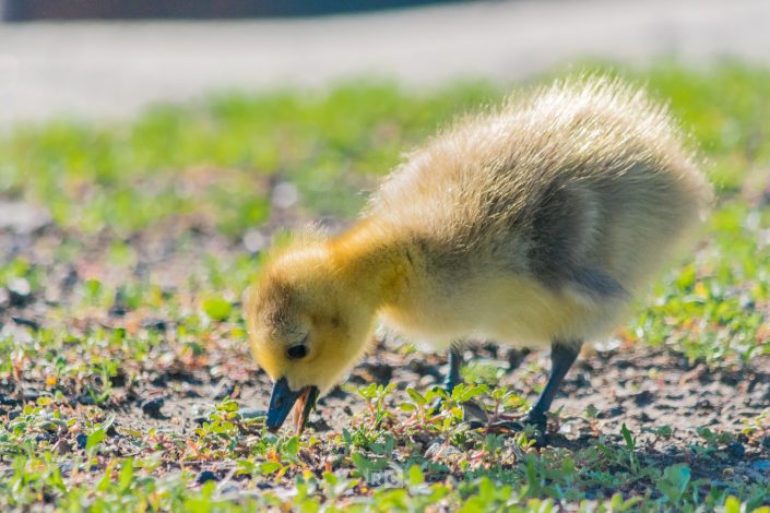 A Gaggle of Goslings