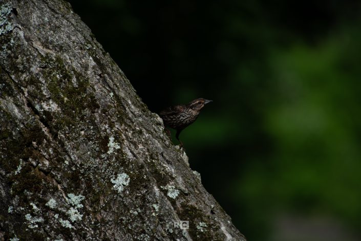 Red-Winged Blackbird