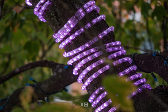 Festive Lights