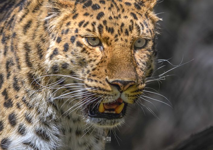 Franklin Park Zoo – Leopard