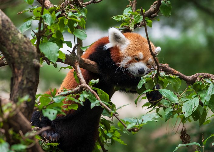 Red Panda at Central Park Zoo