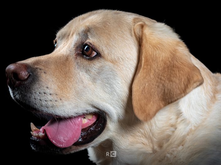 Toby’s 7th Birthday Portrait