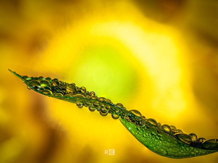 Water Droplet Macro
