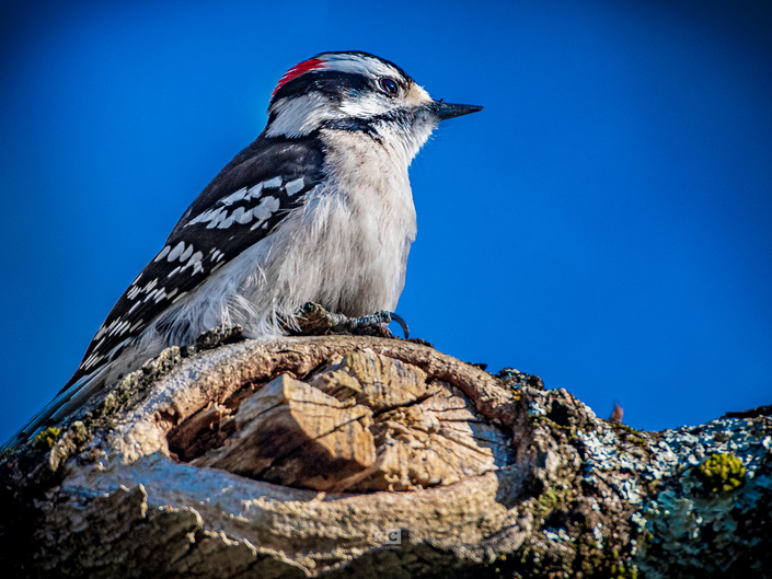 Downy Woodpecker – Spring 2021