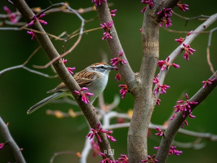 Chipping Sparrow in a Redbud – Spring 2021