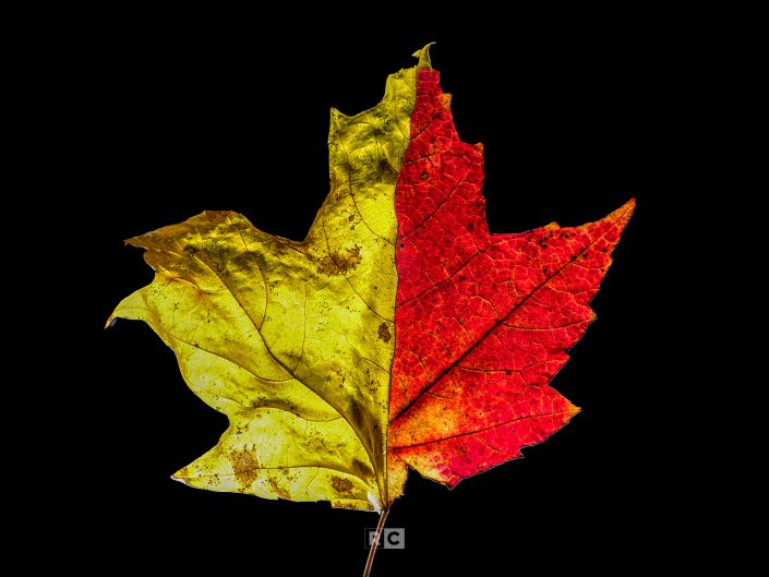 Leaf Ying and Yang