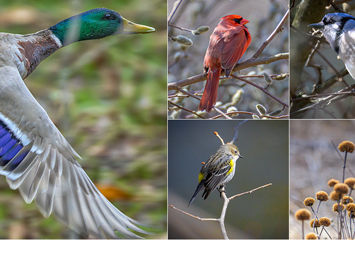 Birds at Bent of the River Audubon Center