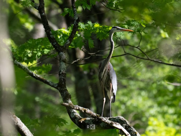 Great Blue Heron